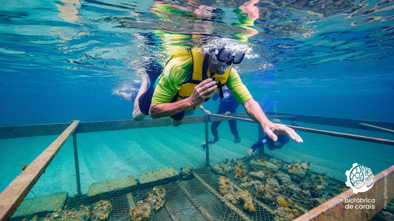 biofábricadecorais